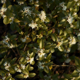 Schijnhulst - Osmanthus burkwoodii