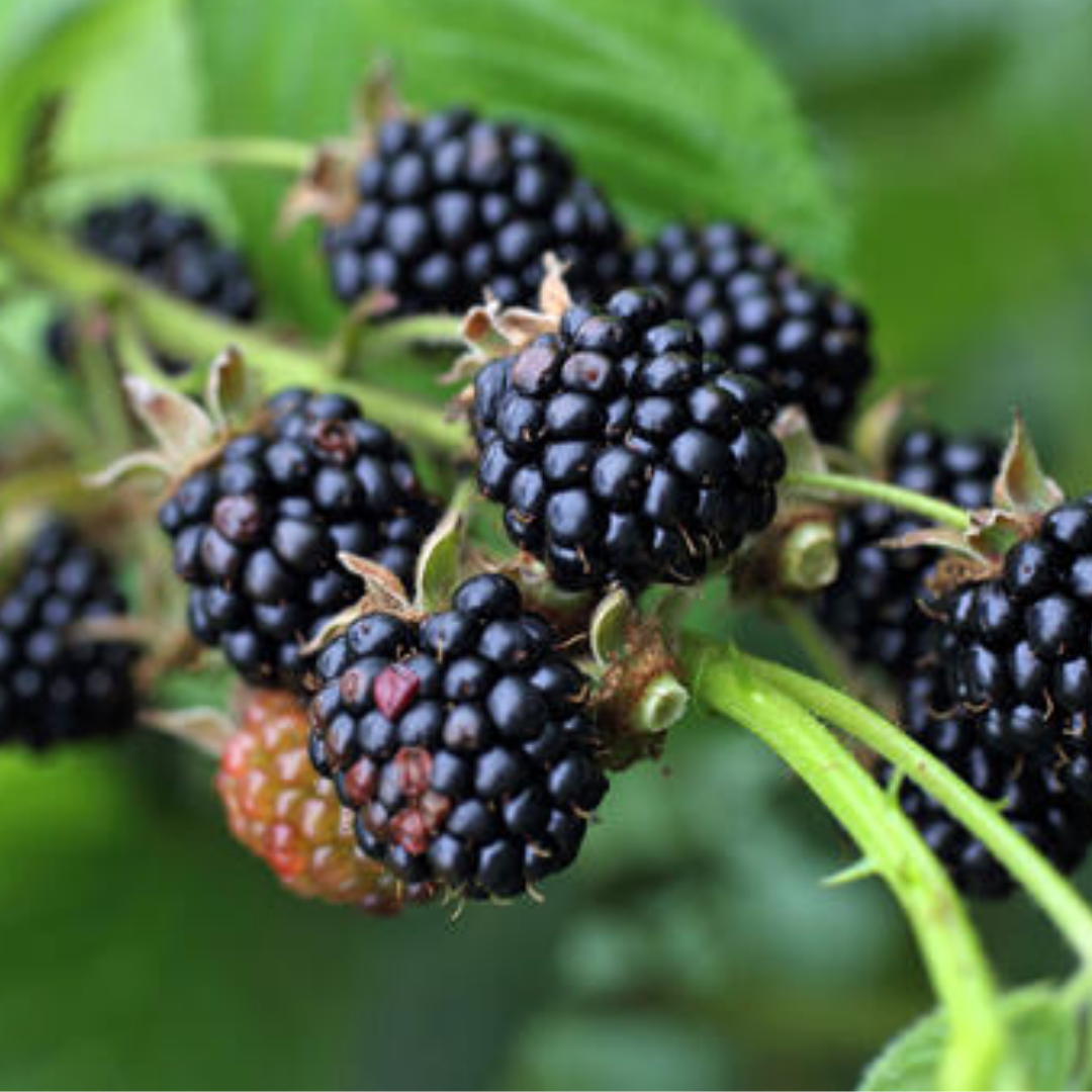 Doornloze braam - Rubus fruticosus Thornless Evergreen