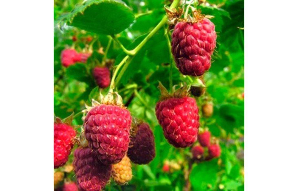 Frambozenstruik - Rubus idaeus Malling Promise