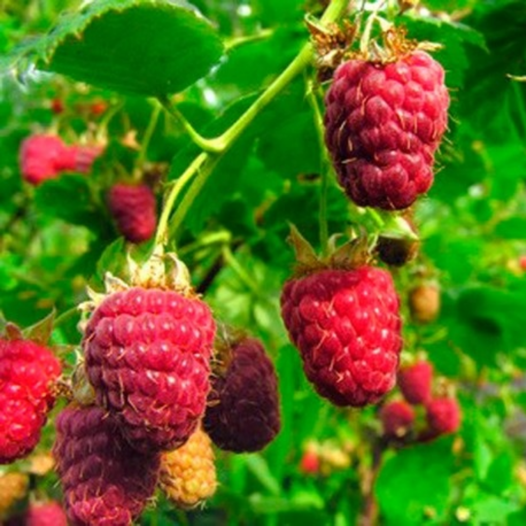 Frambozenstruik - Rubus idaeus Malling Promise