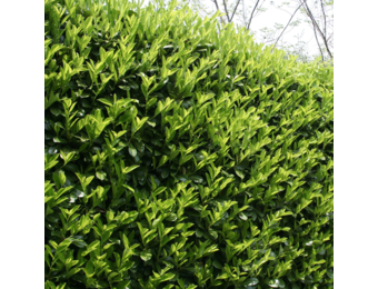 Laurier - Prunus Laurocerasus 'Novita'