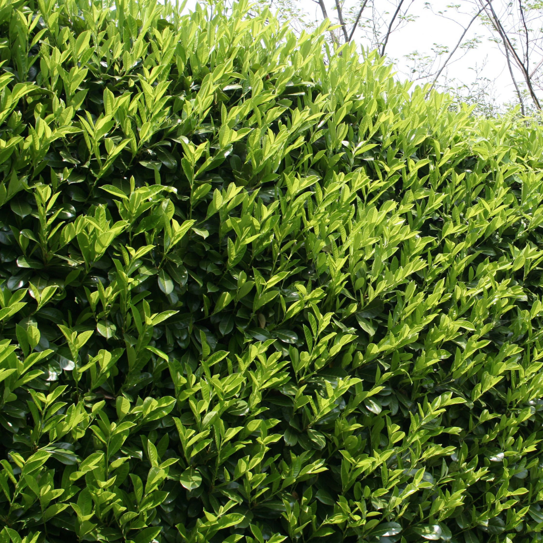 Laurier - Prunus Laurocerasus 'Novita'