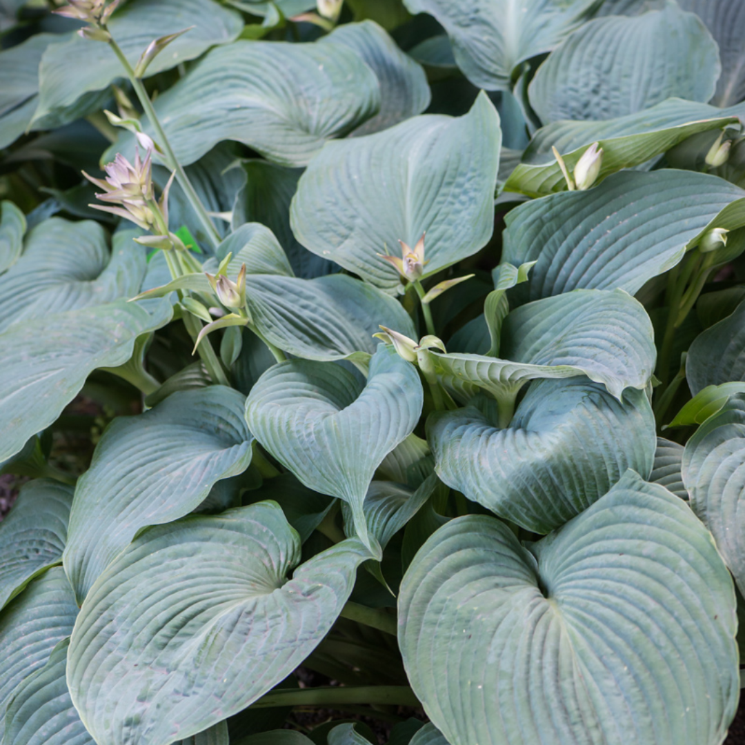 Hosta Blue Angel