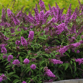 Buddleja davidii Free Petite 'Tutti Fruitti'