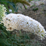 Buddleja davidii 'White Profusion'