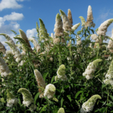 Buddleja davidii 'White Profusion'