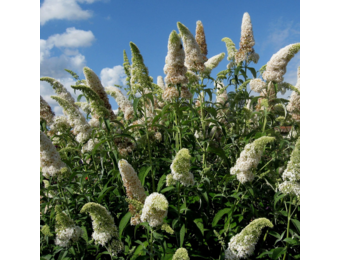Buddleja davidii 'White Profusion'