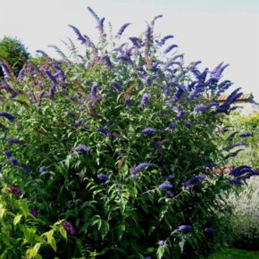Buddleja davidii 'Empire Blue'