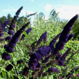Buddleja davidii 'Black Knight'