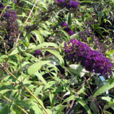 Buddleja davidii 'Black Knight'