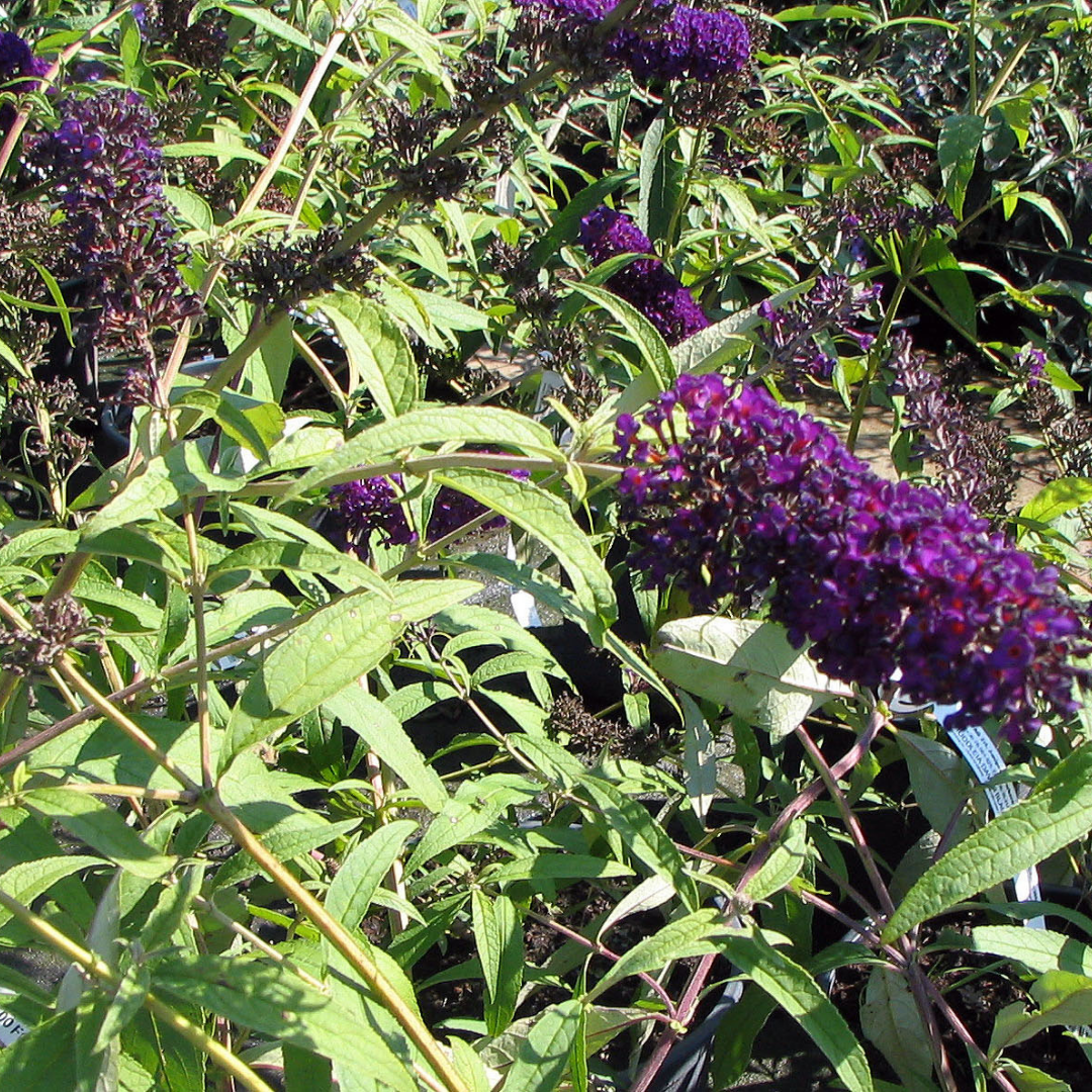 Buddleja davidii 'Black Knight'