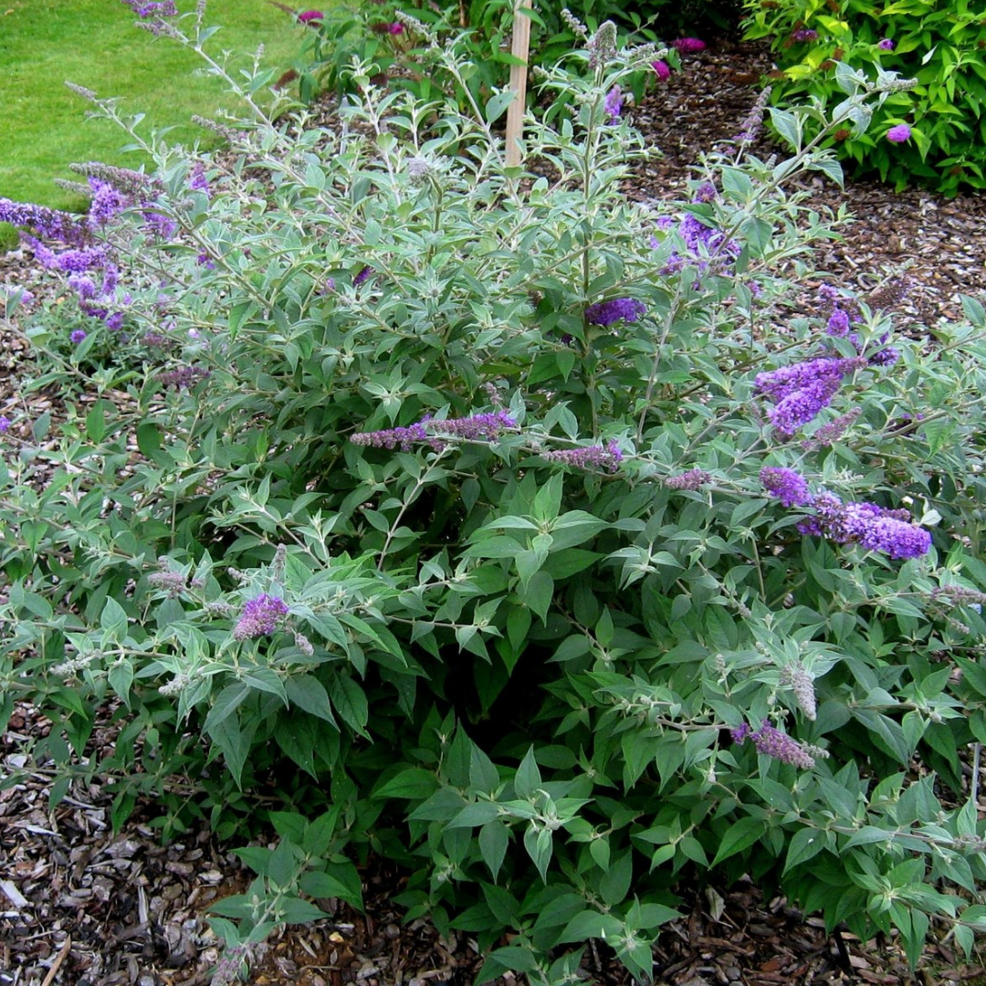 Buddleja davidii 'Blue Chip'