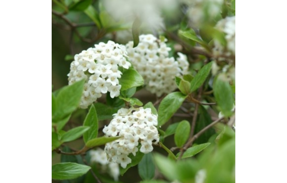 Viburnum x burkwoodii