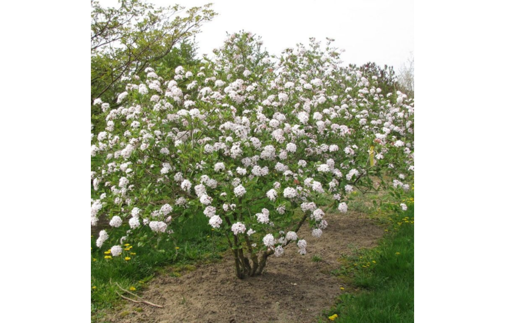 Viburnum x burkwoodii