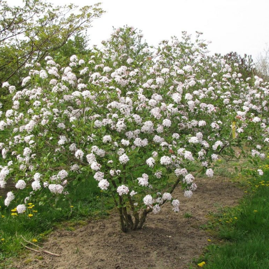 Viburnum x burkwoodii