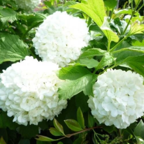 Viburnum opulus 'Compactum'