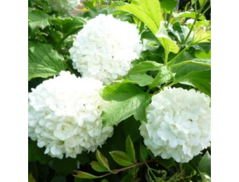 Viburnum opulus 'Compactum'