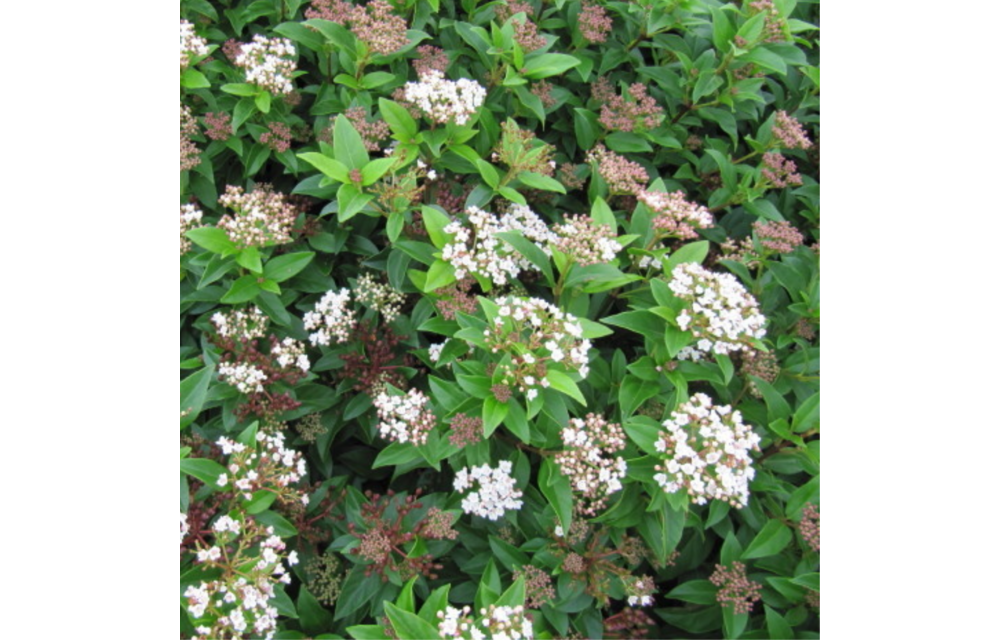 Viburnum tinus 'Eve Price'