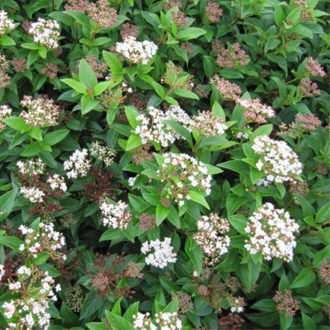 Viburnum tinus 'Eve Price'