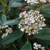 Viburnum davidii