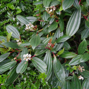 Viburnum davidii