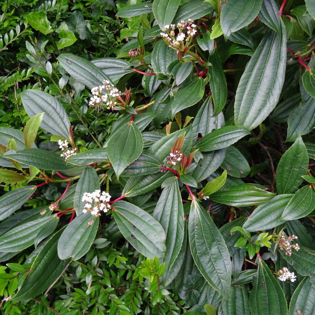Viburnum davidii
