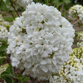 Viburnum 'Eskimo'