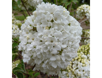 Viburnum 'Eskimo'