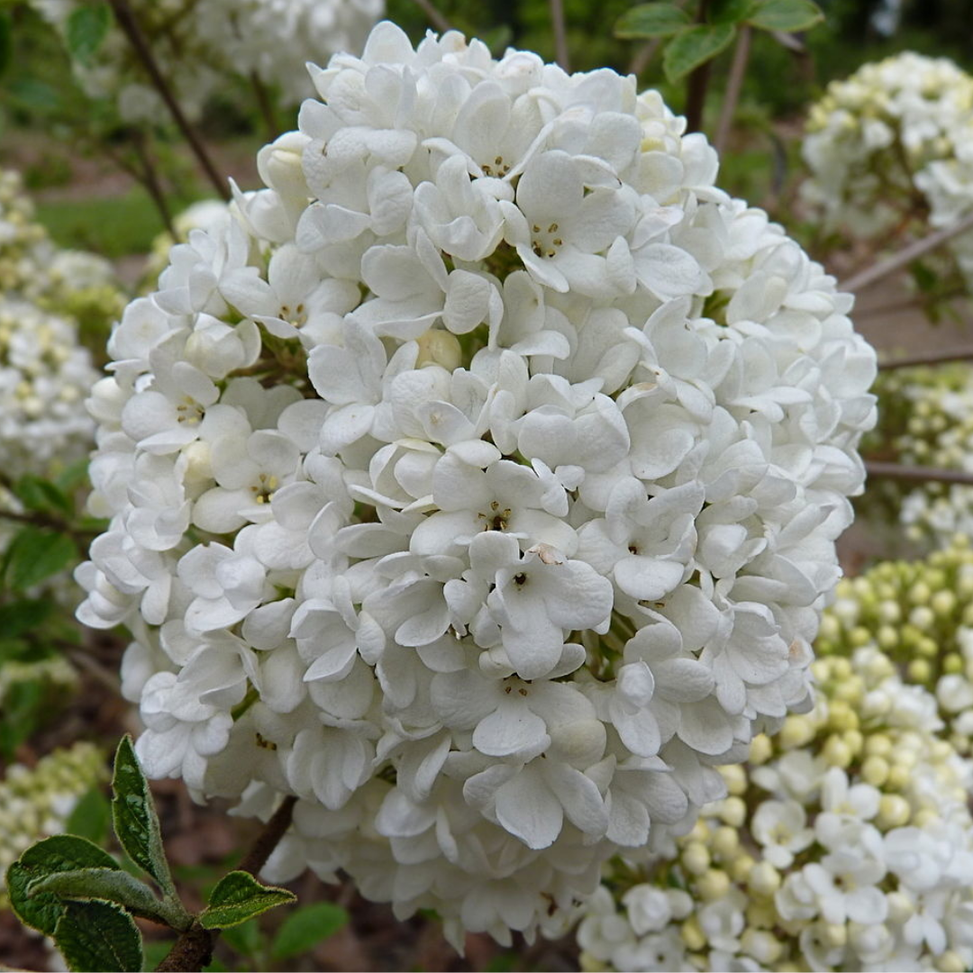 Viburnum 'Eskimo'