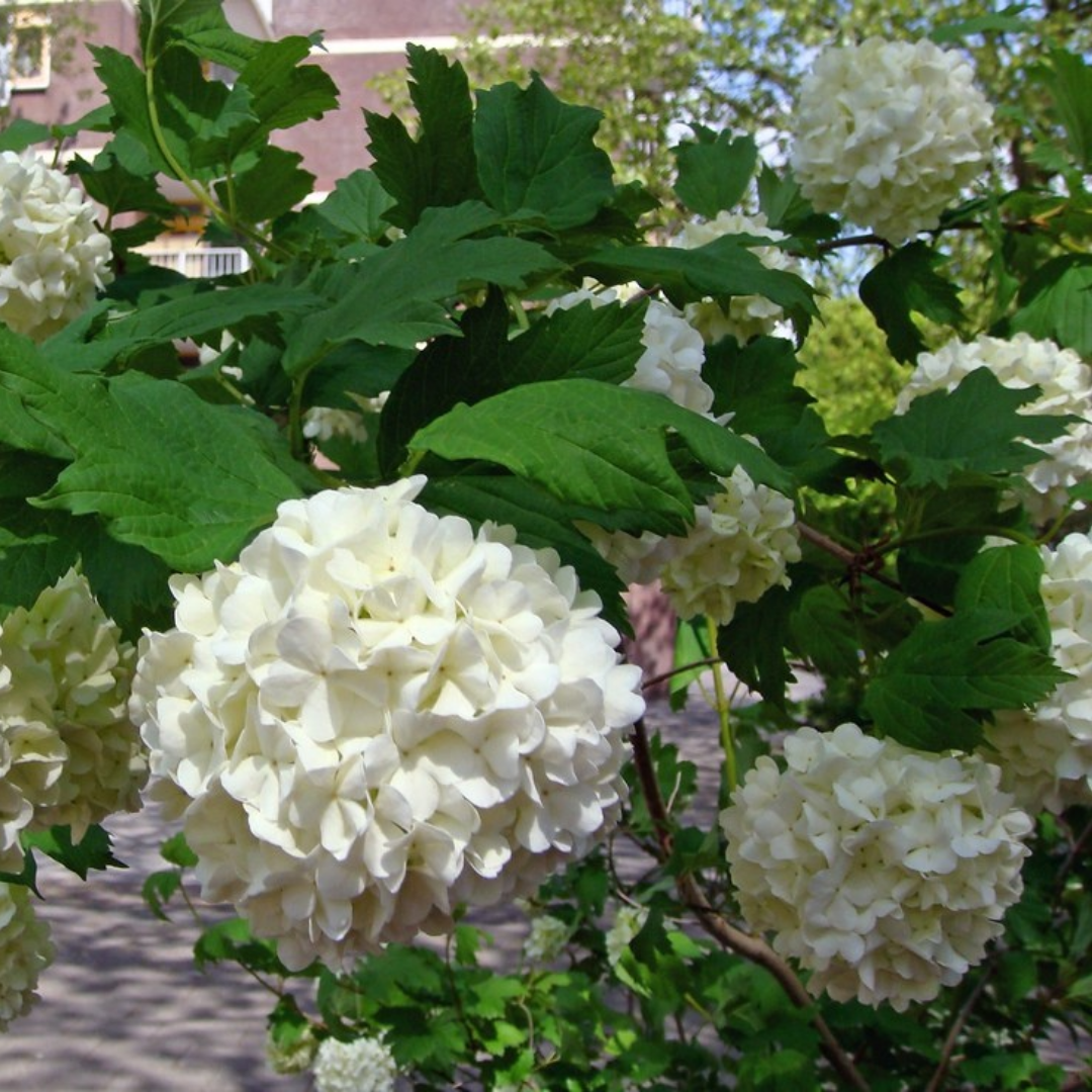 Viburnum opulus 'Roseum'