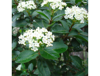 Viburnum tinus