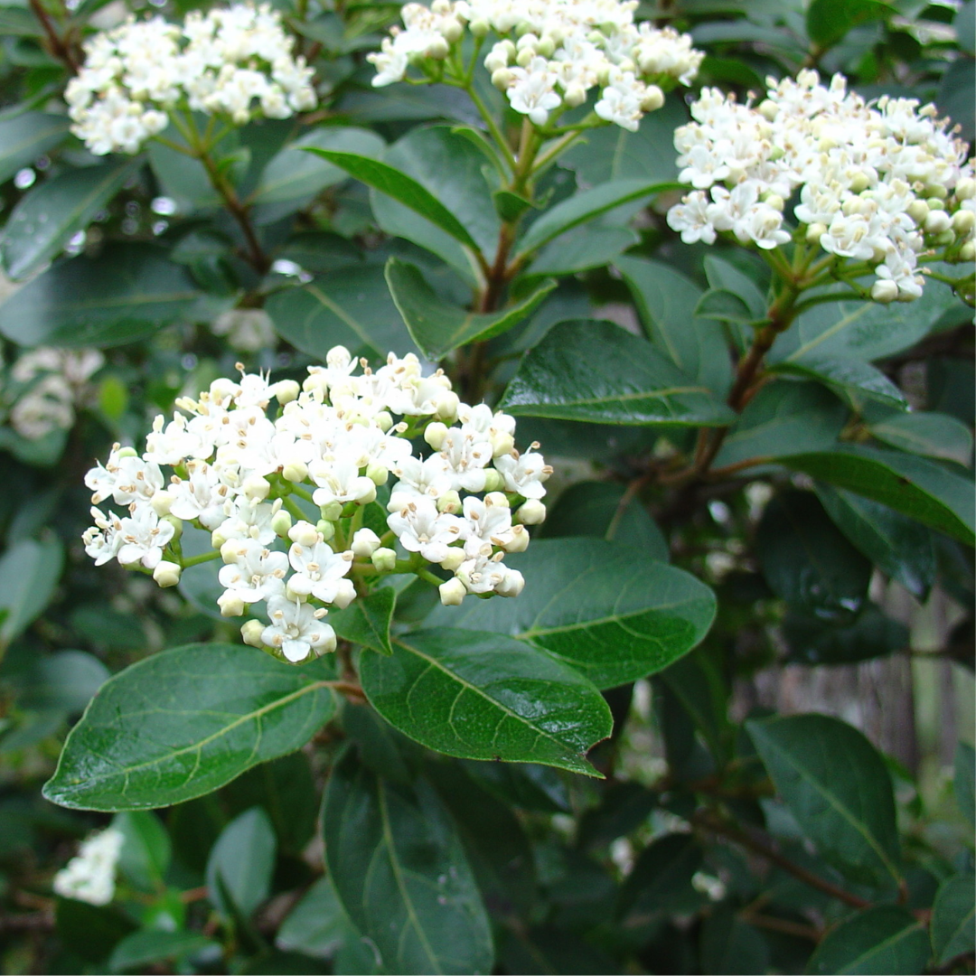 Viburnum tinus