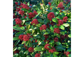 Skimmia japonica 'Rubella'