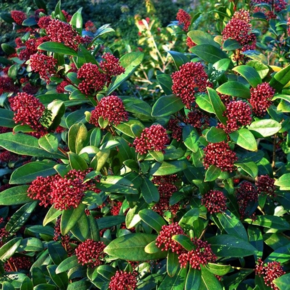 Skimmia japonica 'Rubella'