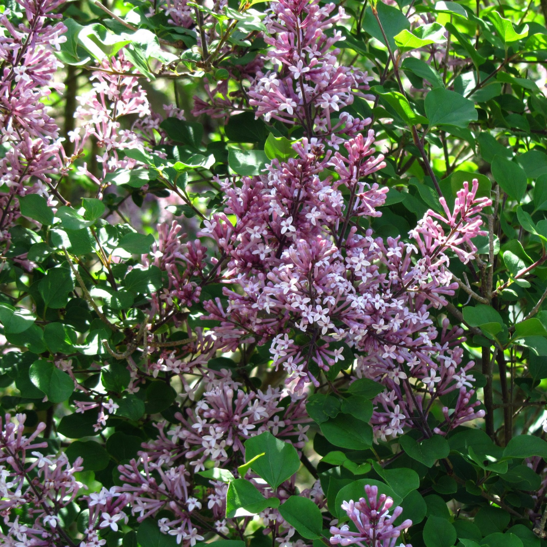 Syringa meyeri 'Palibin'