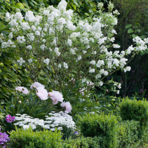 Syringa 'Agnes Smith'
