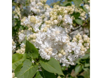 Syringa vulgaris 'Mme Lemoine'