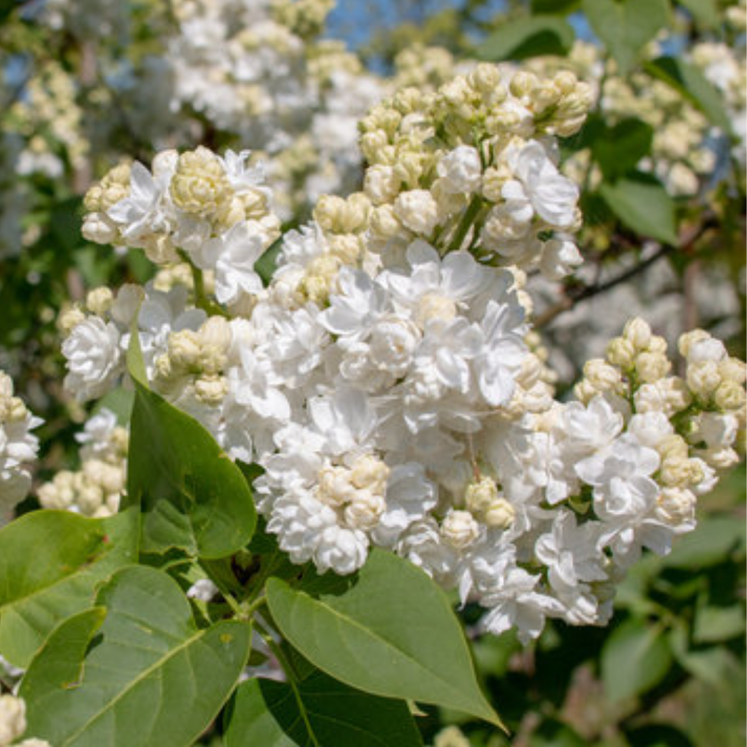 Syringa vulgaris 'Mme Lemoine'