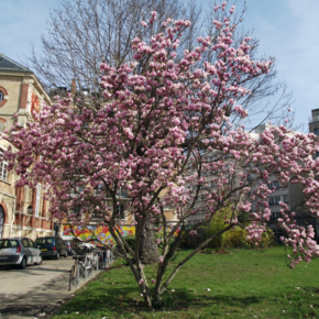 Magnolia soulangeana struik