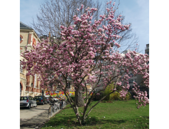 Magnolia soulangeana struik