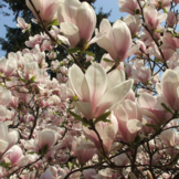 Magnolia soulangeana struik