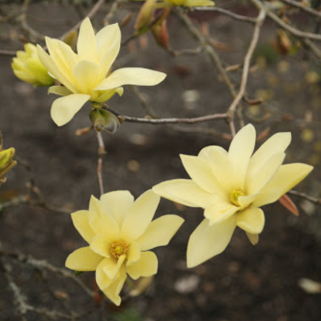Magnolia 'Goldstar'