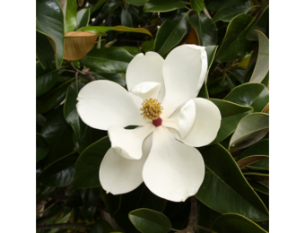 Magnolia grandiflora