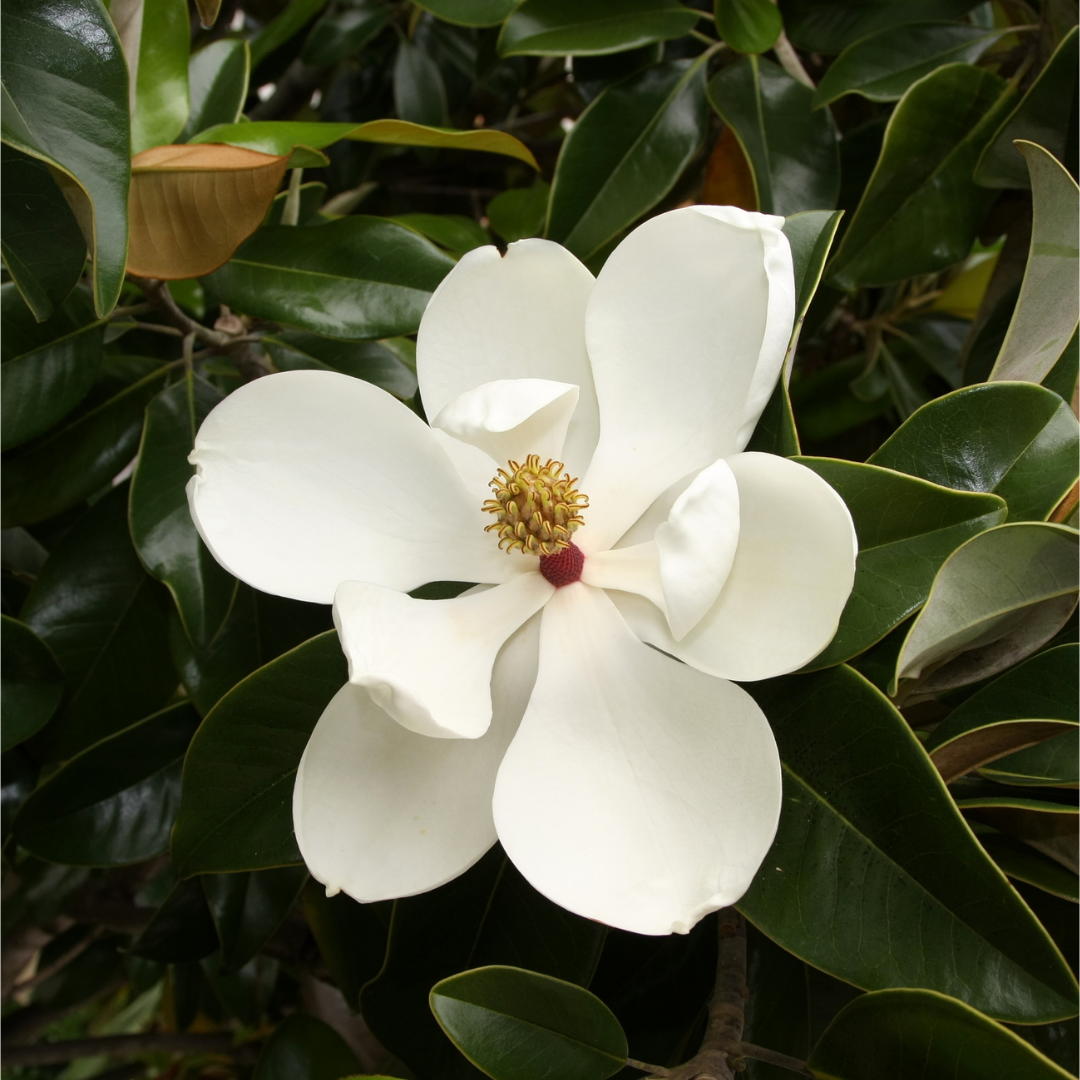 Magnolia grandiflora