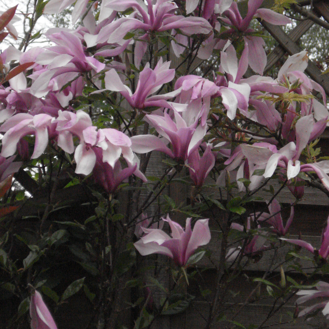 Magnolia 'Susan'