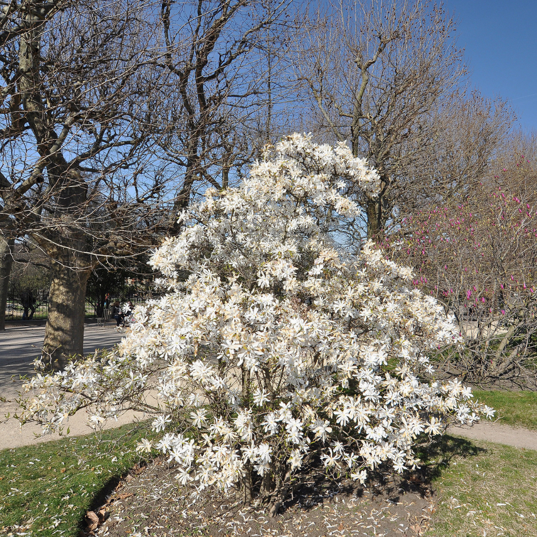 Magnolia stellata