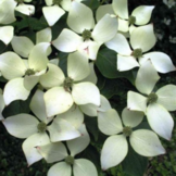 Cornus kousa 'Weisse Fontaine'