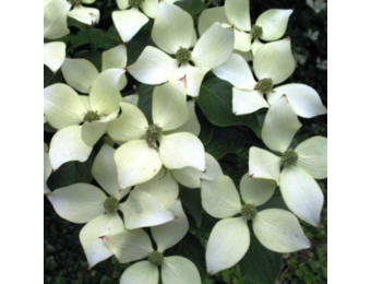 Cornus kousa 'Weisse Fontaine'