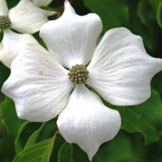 Cornus kousa 'Weisse Fontaine'
