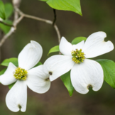 Cornus florida